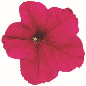 Falcon Deep Rose1